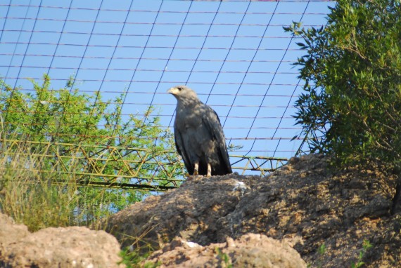 El águila coronada es una especie en extinción. 