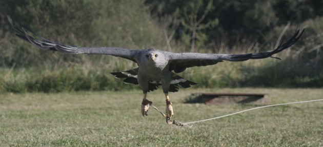 San Luis es parte del Plan Estratégico Nacional de Conservación del Águila Coronada 