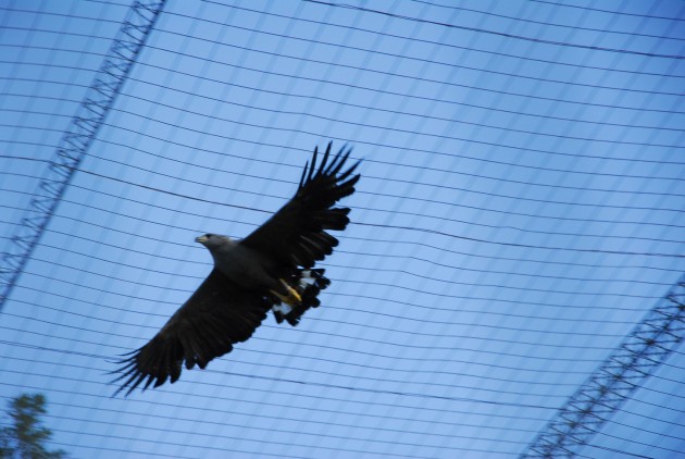 La jaula de voladoras, donde las aves recuperan su musculatura antes de volver a su hábitat, es la más importante de la región