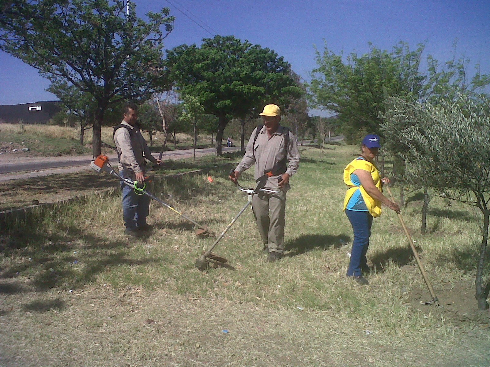 Las cuadrillas trabajan en la limpieza de las tazas de los árboles y arbustos,  y en el desmalezado y mantención del césped