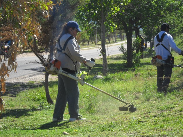Limpieza y mantenimiento de las tazas de los árboles, colocación de tutores y reforestación de algunos sectores