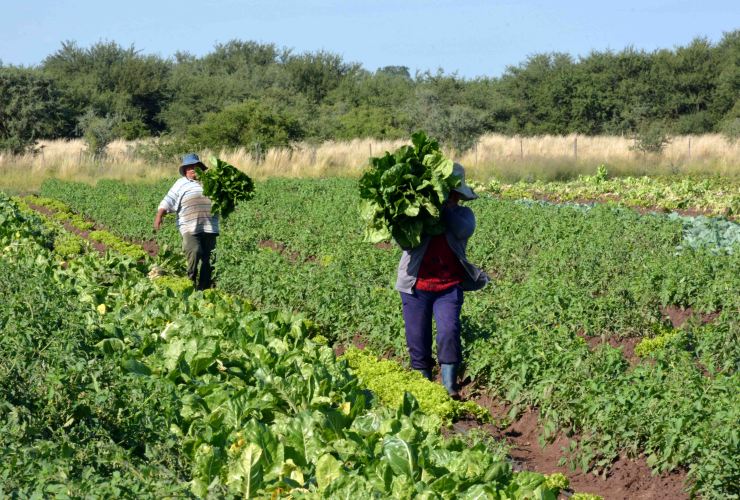 La comunidad boliviana ya tiene sus primeras cosechas.