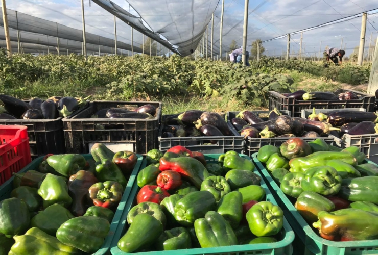 Los productos podrán adquirirse este sábado en el Parque de las Naciones.