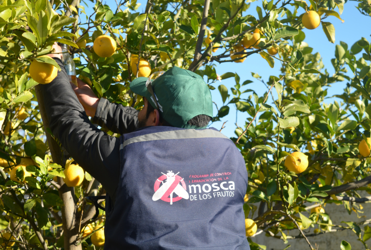 La poda es una práctica que mejora la producción de los frutales.