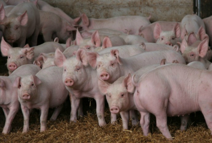 La triquinosis es una enfermedad que puede transmitirse al ser humano por consumir carne de cerdo infestada.
