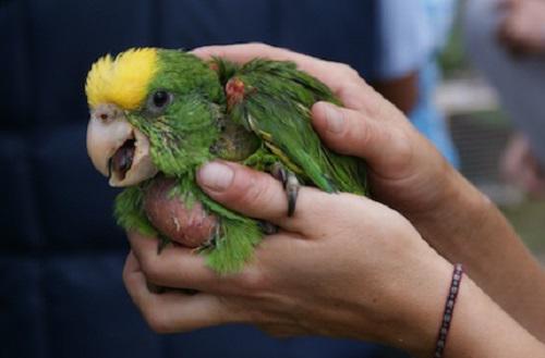 Medidas preventivas ante posibles casos de enfermedades transmitidas por loros, cotorras, papagayos, canarios y palomas