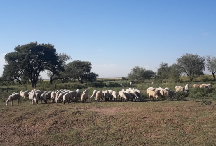Funcionarios del Gobierno provincial recorrieron establecimientos ovinos.