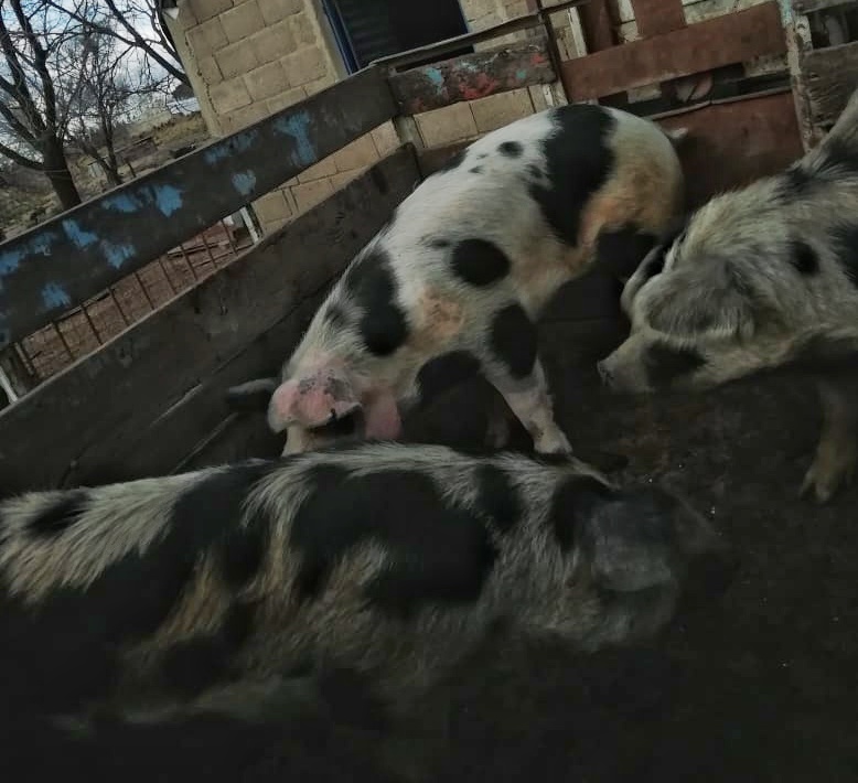 Una fotografía de los cerdos contaminados con triquinosis.