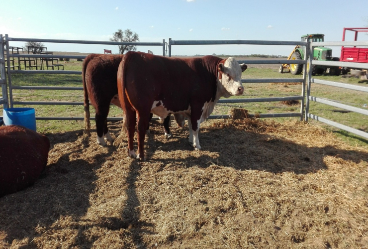 Plan Toros 2019: acciones concretas que benefician a pequeños productores de bovinos de todo San Luis