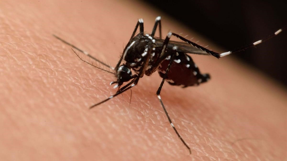 Reportan un nuevo caso de dengue importado en la provincia