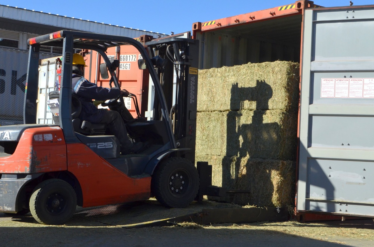 Sale de San Luis la primera exportación de alfalfa de alta calidad rumbo a Emiratos Árabes