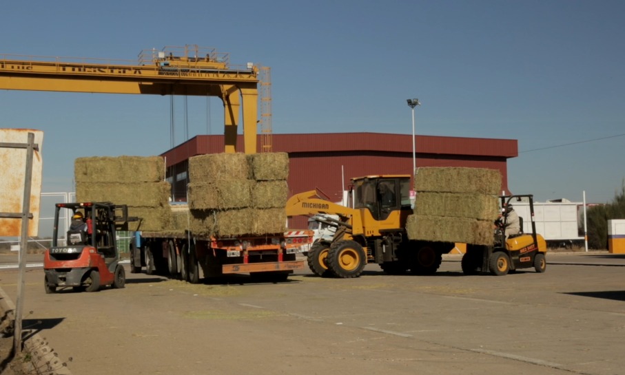 Esperan un fuerte impacto productivo, comercial y ambiental con la exportación de alfalfa