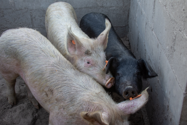 Entregaron reproductores porcinos a distintos productores de la provincia