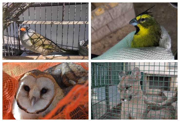 El Gobierno de San Luis rescató más de 380 animales en lo que va del año