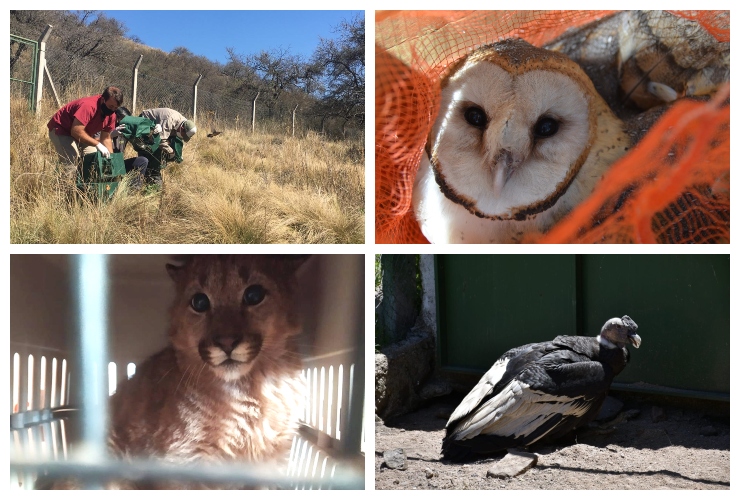 Más de 500 animales silvestres fueron recuperados durante el año 2020 en San Luis