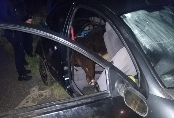 COSAFI secuestró un vehículo con animales vacunos faenados sin documentación