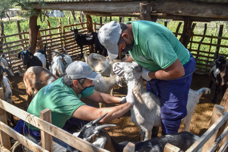 Finalizaron los trabajos de asistencia sanitaria a los grupos de pequeños productores caprinos del norte provincial