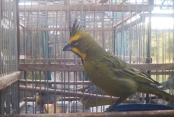 Catorce aves rescatadas del tráfico ilegal ingresaron al Centro de Conservación de Vida Silvestre