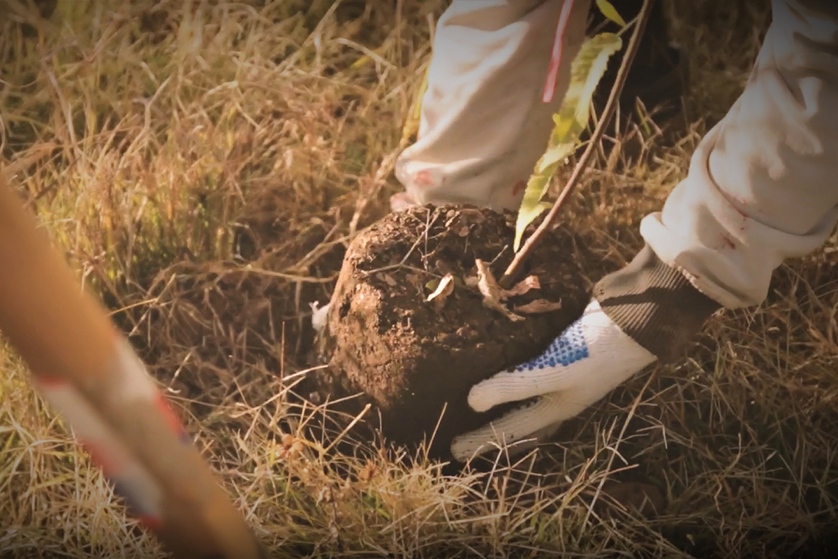 “Más Árboles, Más Vida”: este jueves inicia la forestación en el tramo Fraga-Batavia