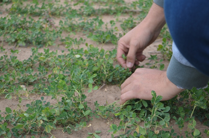 Recorrieron cultivos en la Cuenca del Morro para interiorizarse sobre la producción de alfalfa