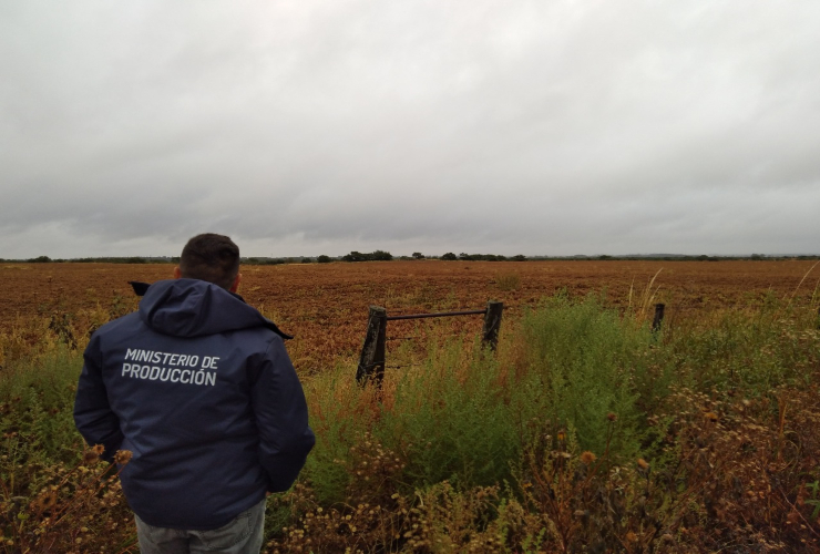 Con monitoreos en campos de maní, Producción inspecciona la siembra de cultivos de cobertura