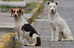 Villa Mercedes: reunión con las ONGs protectoras de animales y entrega de subsidios