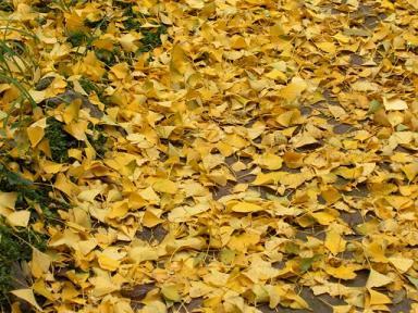 Las hojas caducadas de los árboles tapan los desagües y estropean la higiene de la ciudad.