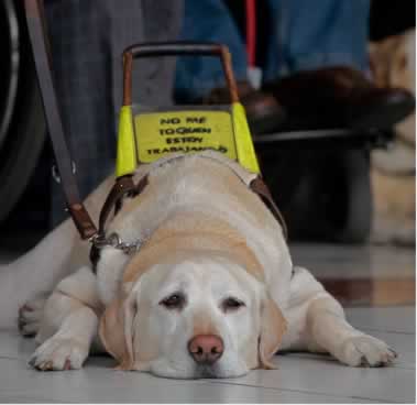 El proyecto prevé el libre acceso de las personas con discapacidad a lugares públicos acompañados con perros guía.