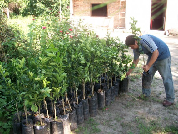 Este viernes y sábado,  en la Villa de Merlo se entregarán árboles y plantas frutales a los promotores barriales. 