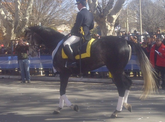  El cuerpo de Policía Montada de San Luis hoy cuenta con un grado de preparación que la equipara a las mejores policías montadas del mundo.