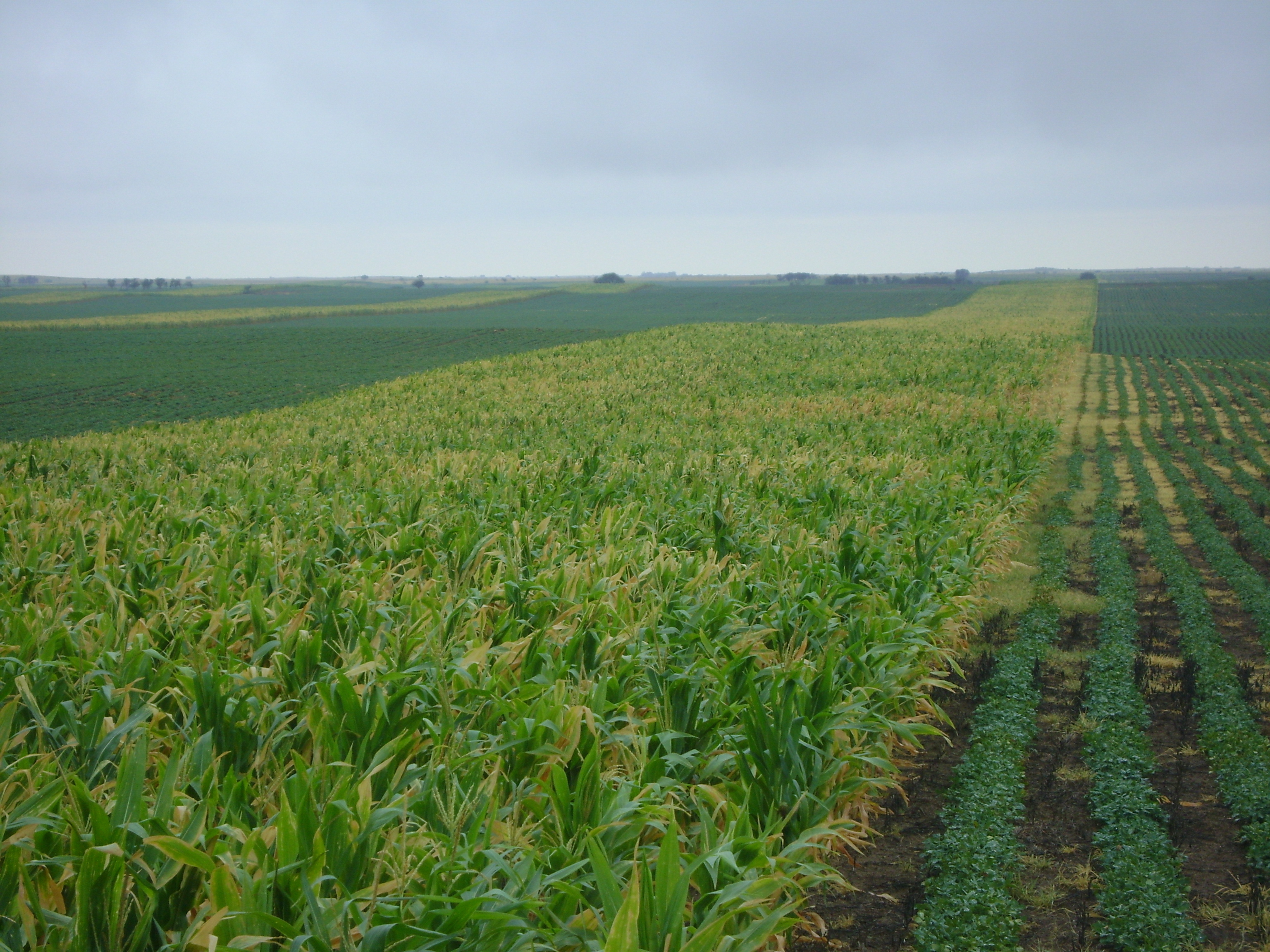 El Ministerio del Campo difunde la normativa para cultivar maní