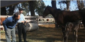 Nació, ´Muñeca´ una nueva potranca, en el Haras Gobierno de la Provincia de San Luis, del Centro de Actividades Hípicas Terrazas del Portezuelo.
