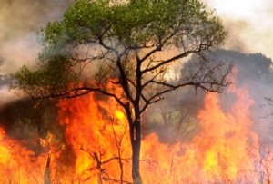  San Luis Solidario continua trabajando en la prevención de incendios forestales. 