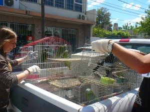 Las infracciones fueron labradas por captura irregular y transporte  y tenencia de animales