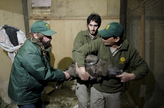 El pichón había llegado en 2009 a la entonces Reserva floro-faunística La Florida.