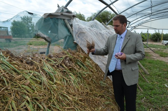 Tomasevich durante la cosecha del ajo blanco.