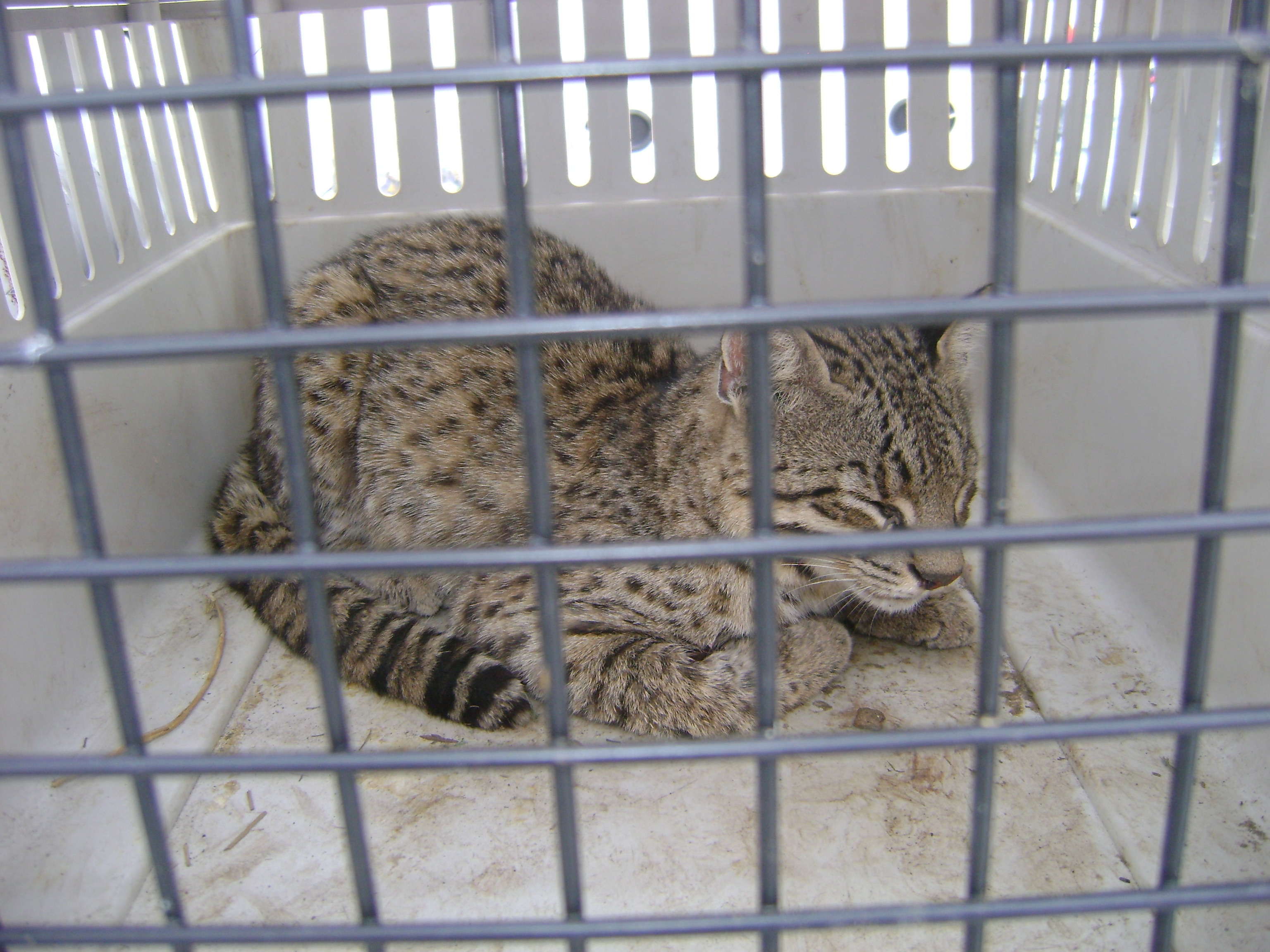 Medio Ambiente rescató animales silvestres y los trasladó al Centro de Conservación