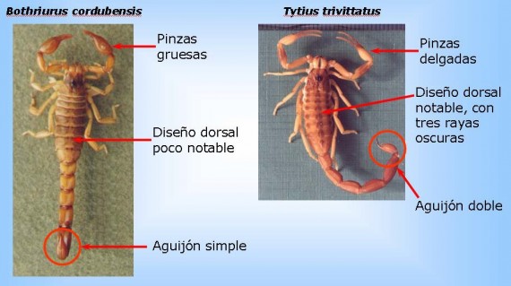 Estos animales suelen esconderse o anidar en lugares como piedras, árboles, cuevas, resumideros, huecos en la pared o el piso, entre otros.