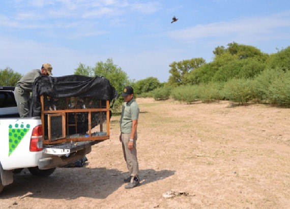 Fueron rehabilitadas en el Centro de Conservación de Vida Silvestre