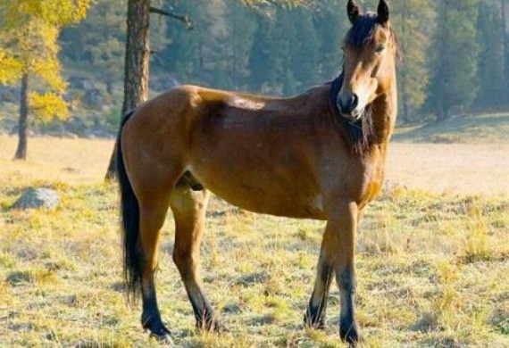 El próximo domingo 3 de marzo, en Santa Rosa del Conlara, se llevará a cabo la 1º Fiesta del Caballo.