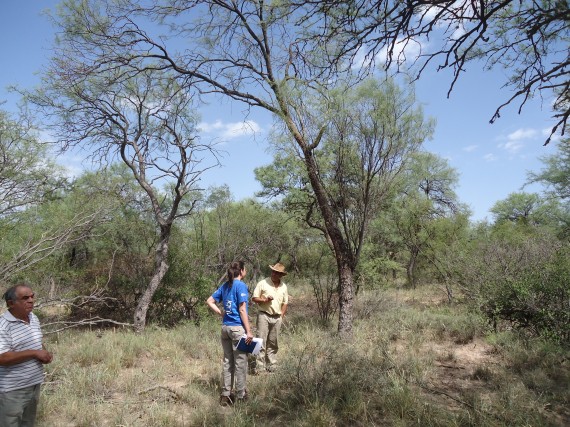San Luis protege un centenario bosque de quebrachales y algarrobales en ayacucho.