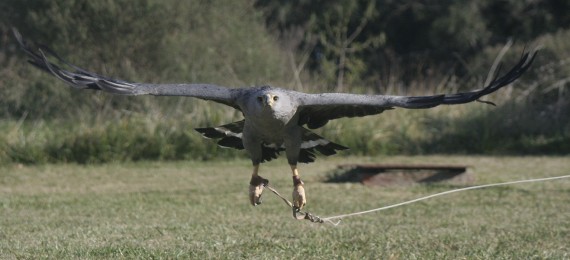 Puntana en pleno vuelo.