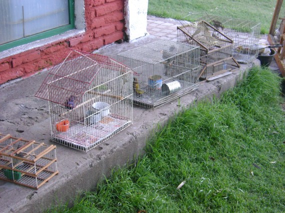 Realizaron un nuevo decomiso de aves