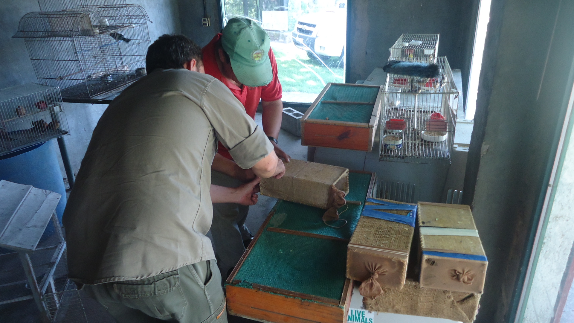 El esfuerzo aunado logró rescatar ya a más de 1500 aves silvestres del tráfico ilegal del  2012.