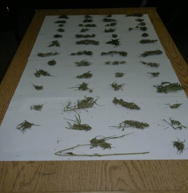 secuestraron 50 “cogollos” de marihuana
