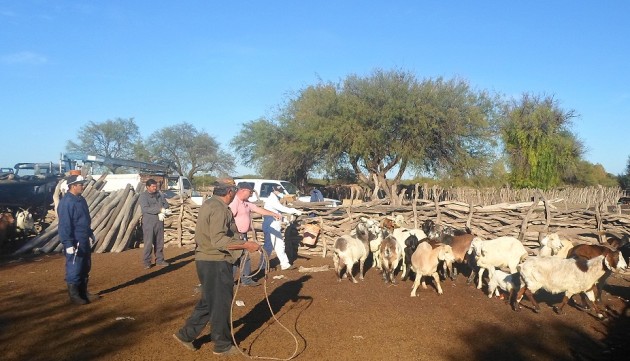 Jornada con productores caprinos y ovinos en Beazley