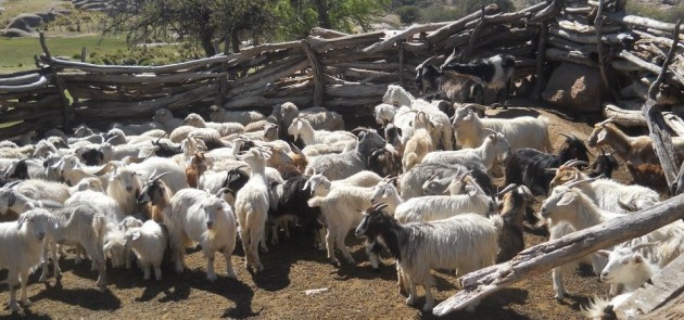 Capacitarán a productores caprinos de San Francisco