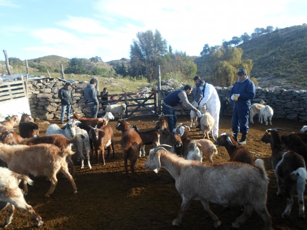 Se tomaron muestras de sangre de caprinos para ser enviadas al Laboratorio del Campo con el fin de diagnosticar brucelosis caprina. 