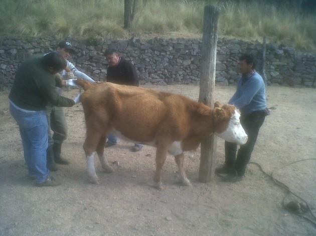 Asistieron sanitariamente a 142 animales en la zona de Río Grande. 