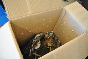 El ave fue trasladada al Centro de Conservación de Vida Silvestre en La Florida, donde se recupera actualmente